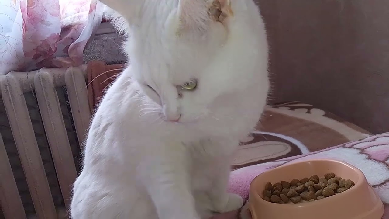 КОТЫ И ХВОСТЫ!!😻 ВИДЕО ДЛЯ НАСТРОЕНИЯ!!😸😽
