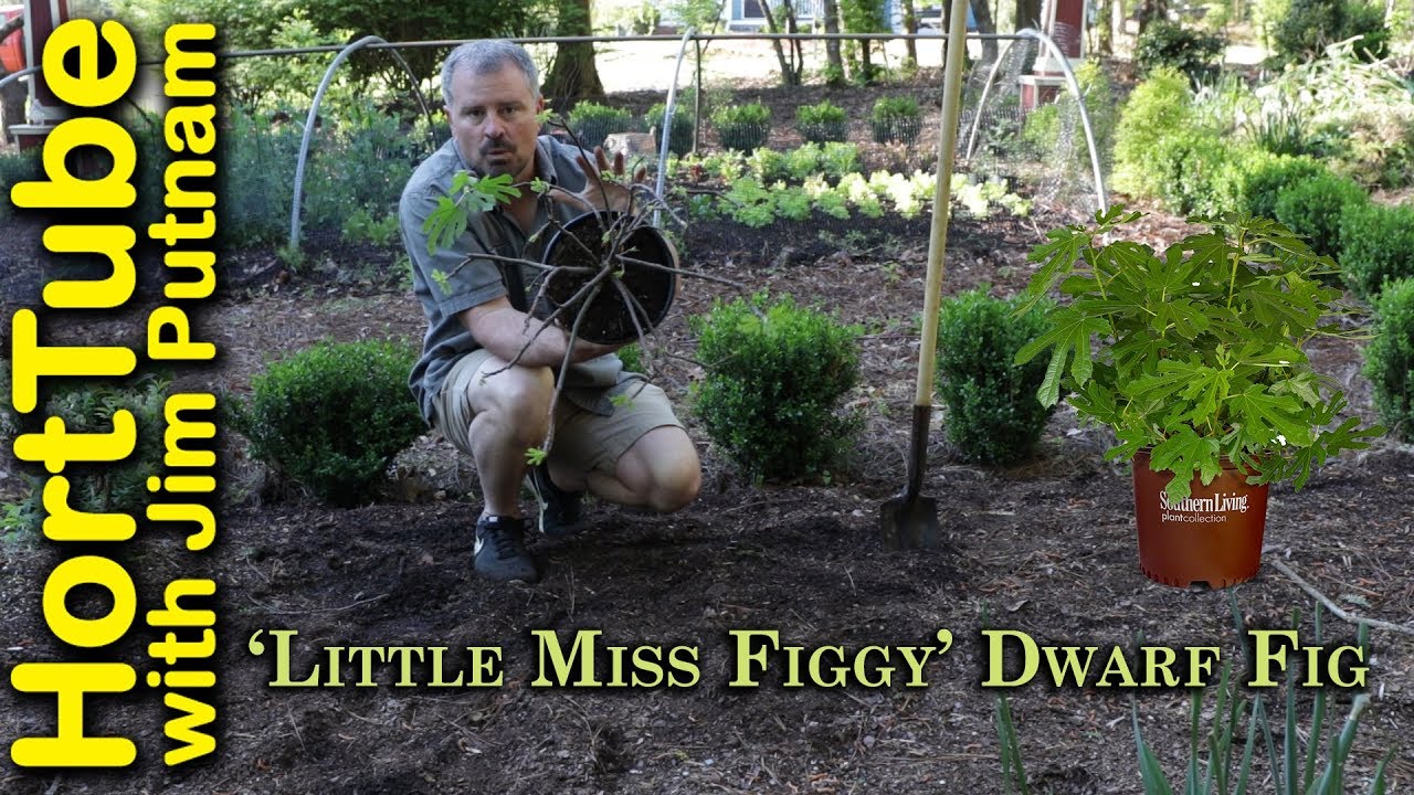 Planting A ‘Little Miss Figgy’ Dwarf Fig