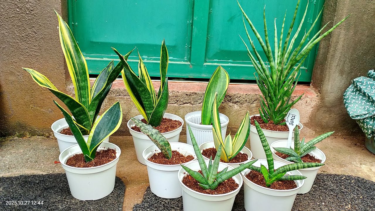 Re-potting varieties of sansevieria/snake plants (no.2 lucky plant for 2026)