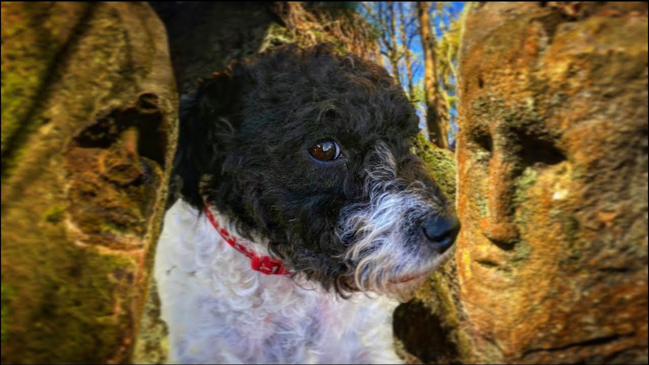 Beeper Bear goes back to the spooky Witches Woods