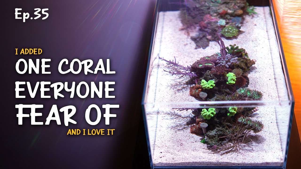Invasive coral but will be under control | Ep.35 Nano Reef Competition
