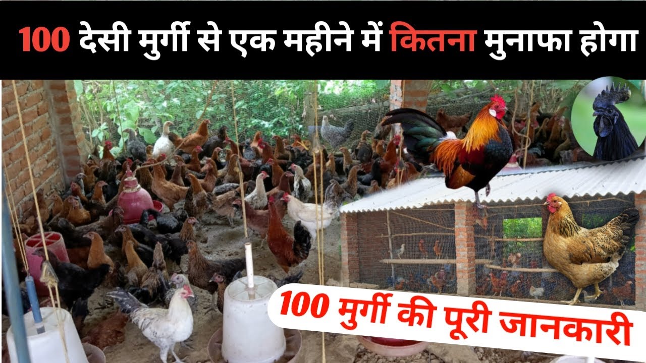 100 देसी मुर्गी से एक महीने में कितना मुनाफा होगा 😍 #100desimurgiyonkafarm #desimurgipalan #farming
