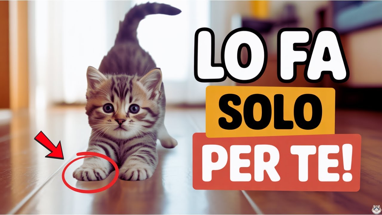5 cose che i gatti fanno SOLO per i loro umani PREFERITI!