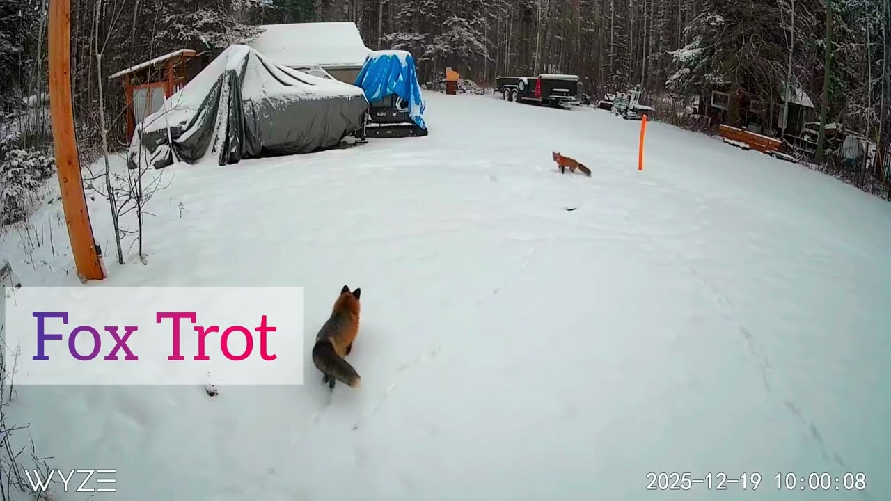 Foxs playing around. 