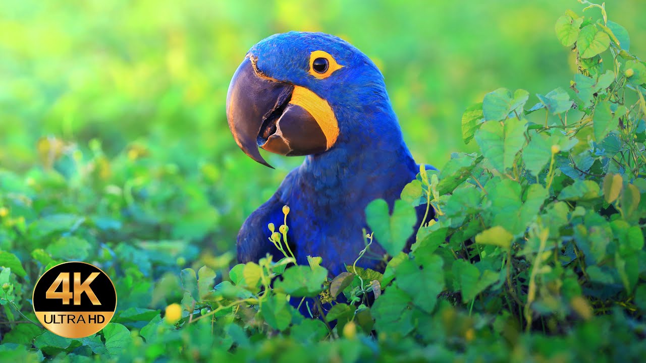 Animals of South America. Voices and sounds 4K Ultra HD