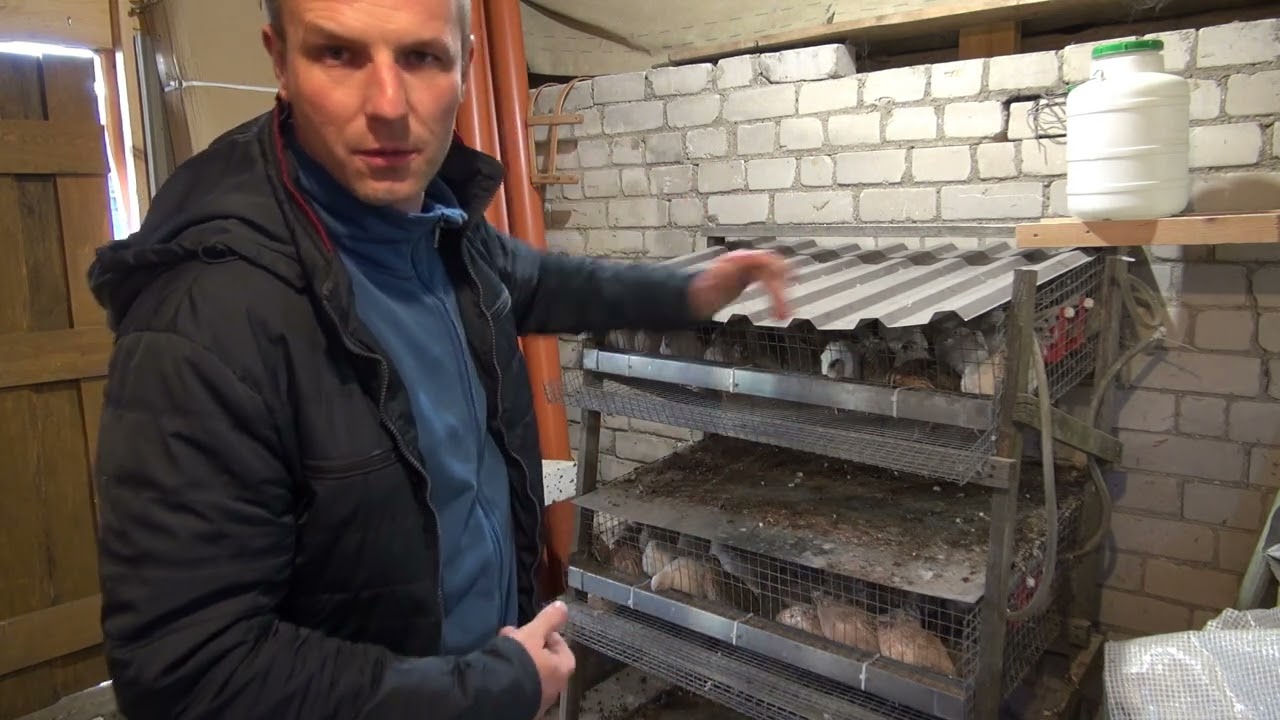 Putpelės. Pirmieji kiaušiniai. Atskiriu putpeles nuo bernelių...