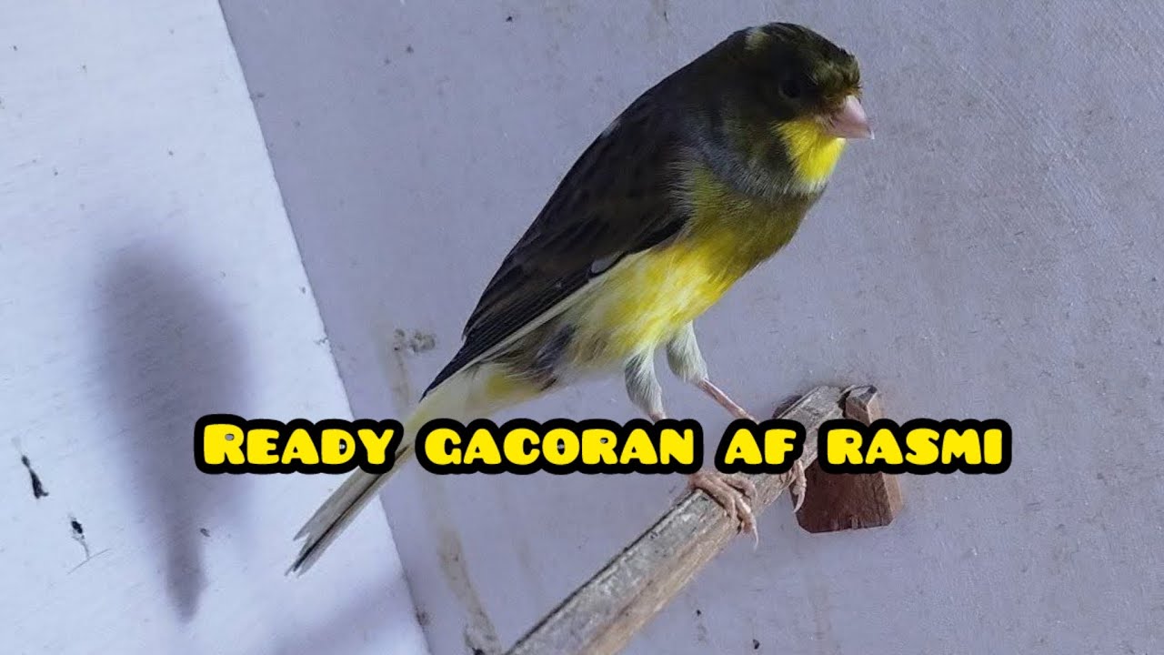 READY GACORAN AF RASMI!#updatestockkenari #kicaumania #kenarimania 
