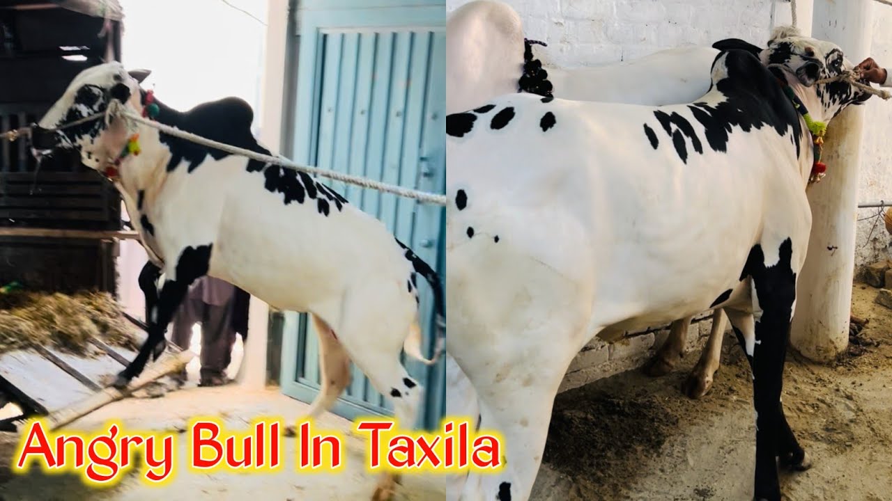 Angry Bull Unloading In Taxila - Home Qurbani Abdullah Sidique Taxila - Season 2025