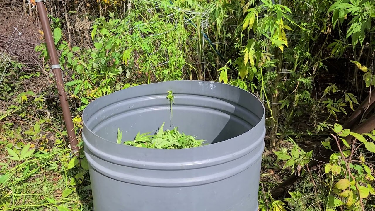 Harvest day outdoor grow Northern Quebec