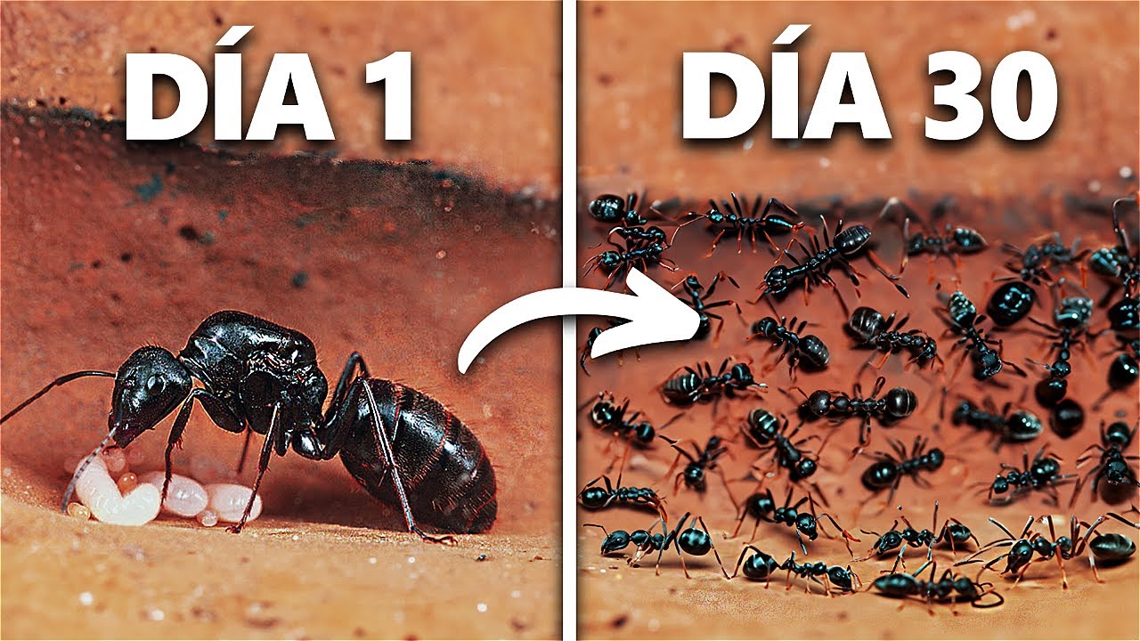 Simulando una Colonia de Hormigas Por 30 Días