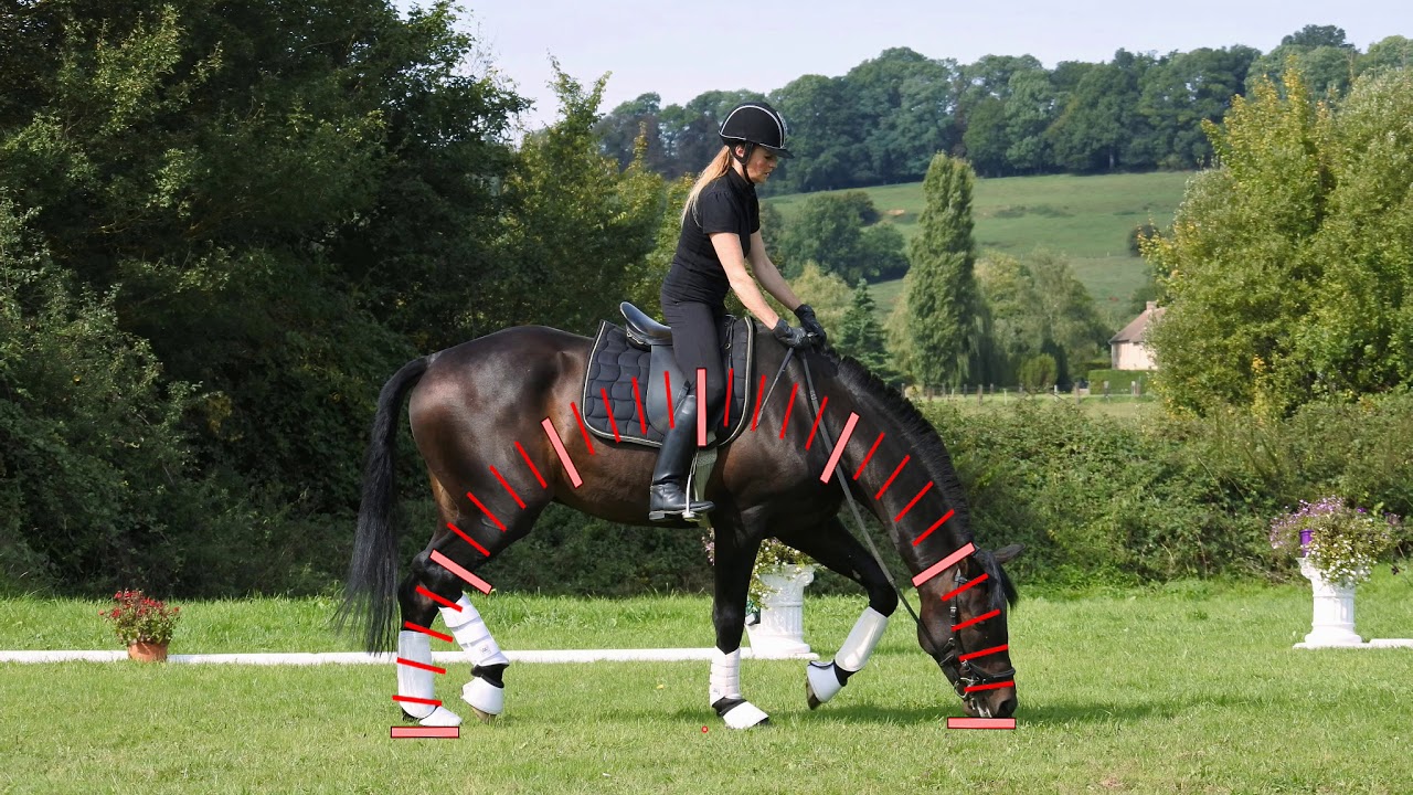 Core Conditioning for Horses