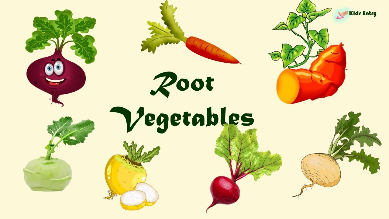 What are Root Vegetables | Underground Vegetables | Root Vegetables in English for Kids - Kids Entry