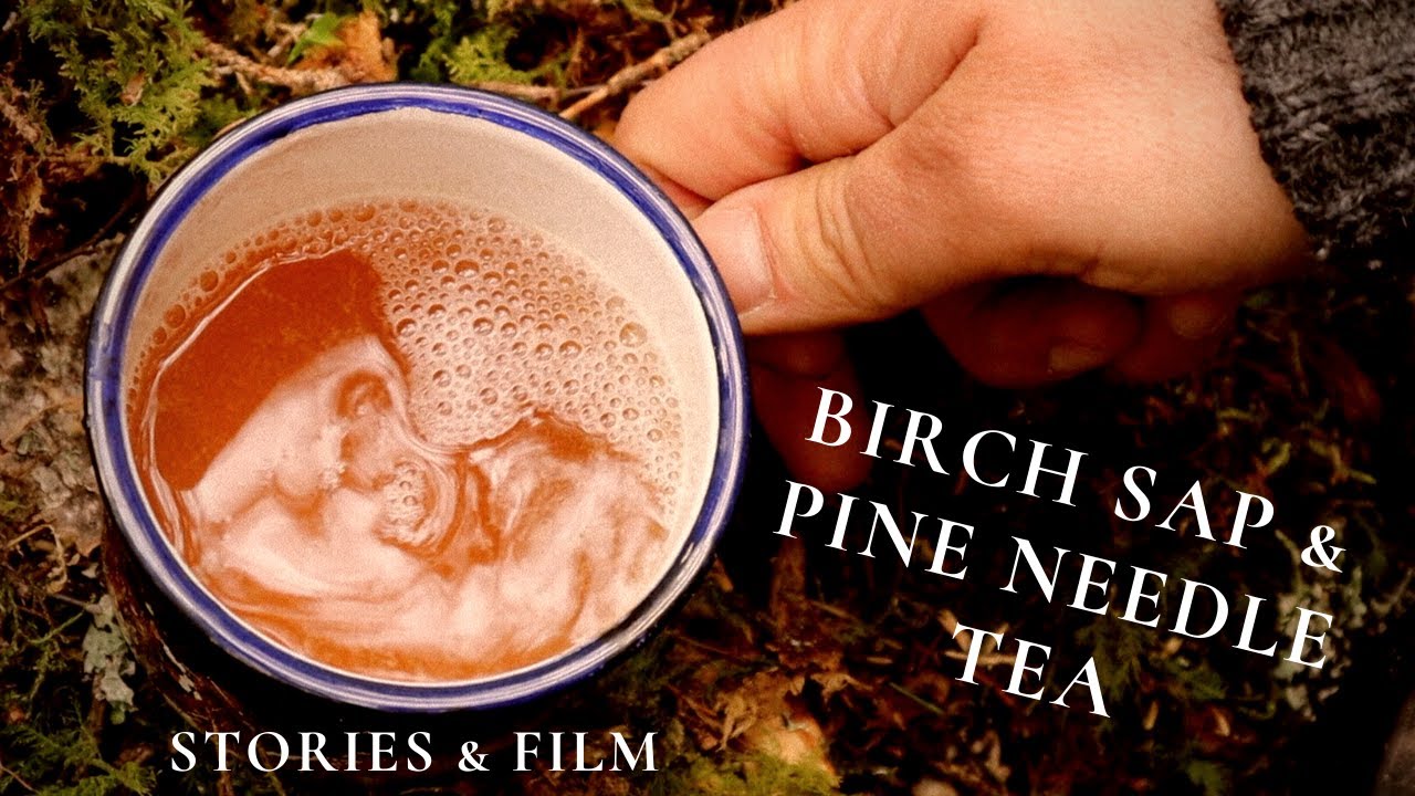 BIRCH SAP & PINE NEEDLES COMBINED in a TEA - bushcraft, canvas, viking, axe, knife etc..