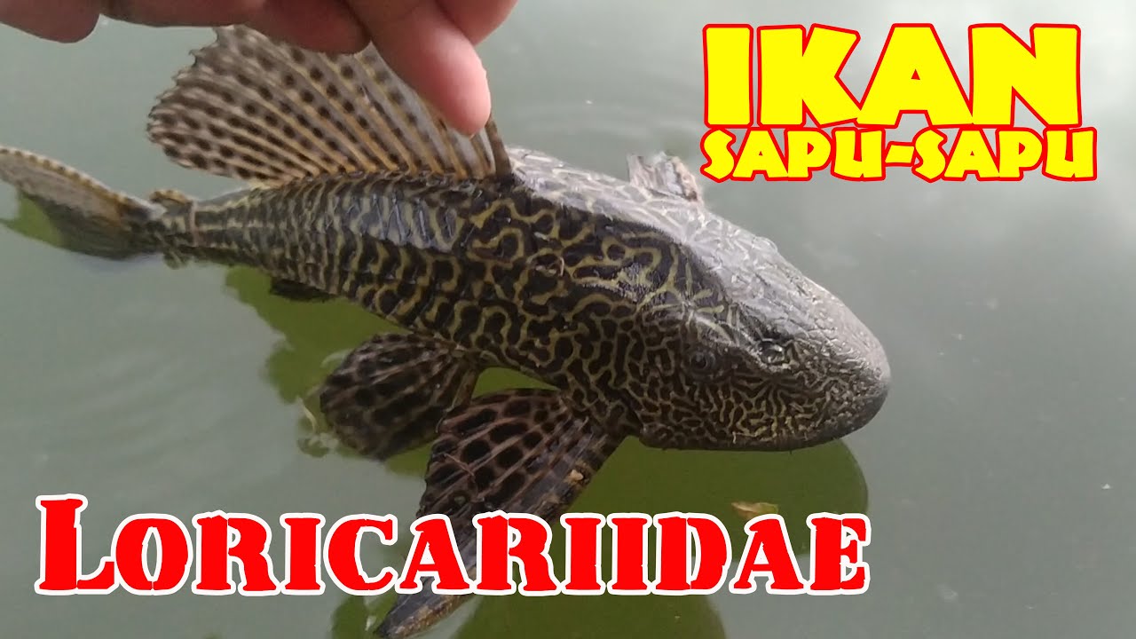 Рыба Loricariidae / Рыба-метла в Индонезии