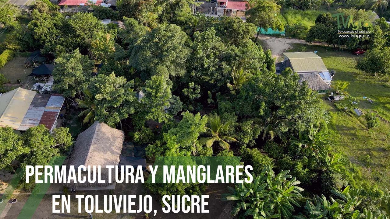 Permacultura y manglares en Toluviejo, Sucre - TvAgro por Juan Gonzalo Angel Restrepo