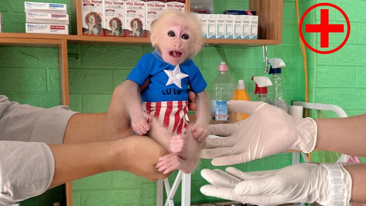 Baby monkey Lulu is being tested and treated for night waking