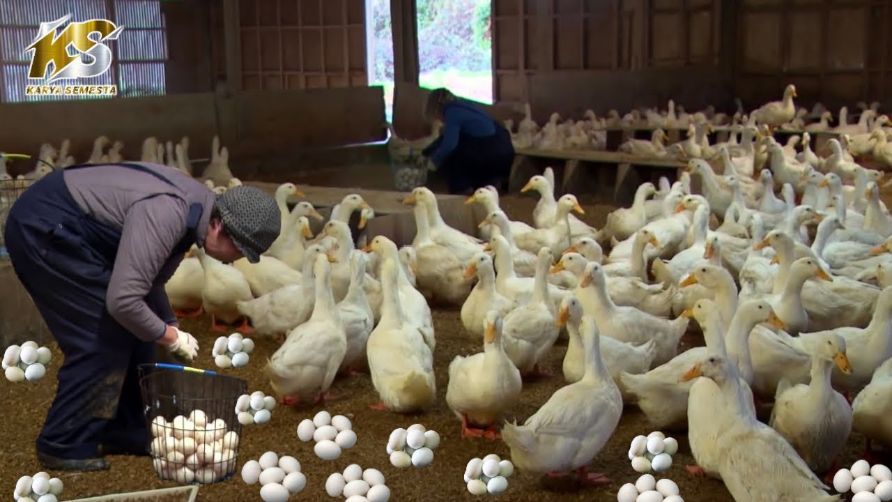 PETERNAKAN BEBEK MODERN MASA KINI- DUCK FARM MODERN