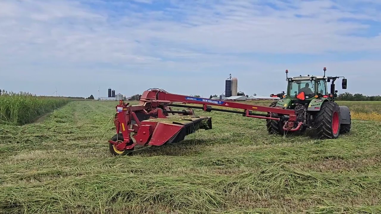 Cutting down Sudan grass for forage 