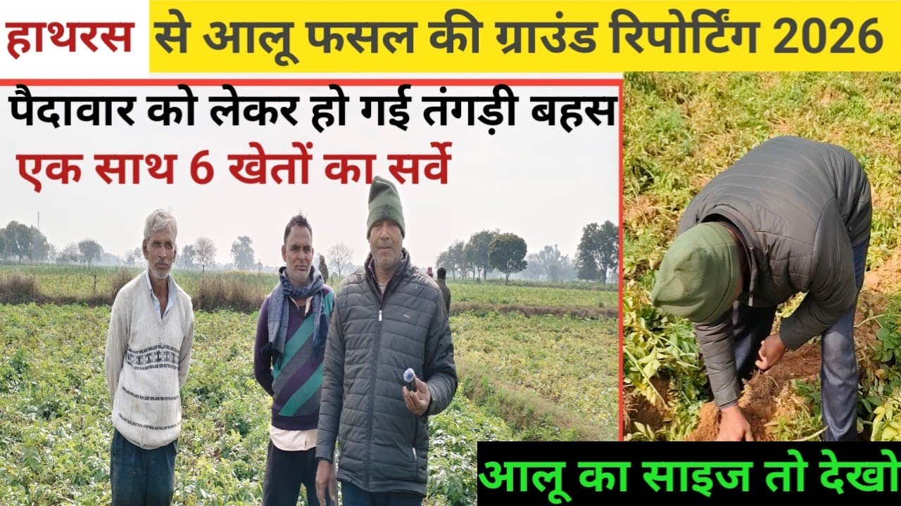 2026 आलू फसल की ग्राउंड रिपोर्टिंग//पैदावार को लेकर हो गई तगड़ी बहस//एक साथ 6 खेतों का सर्वे देखें 