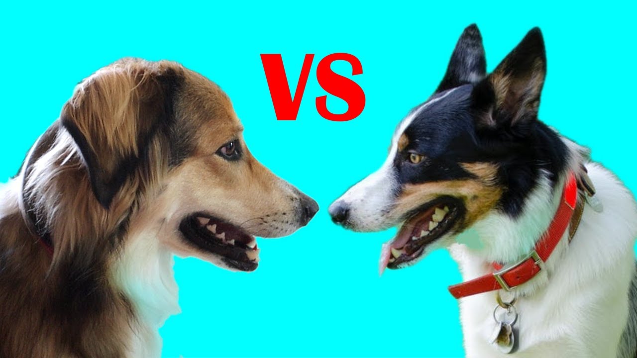English Shepherd vs Border Collie | Which Breed is Better?