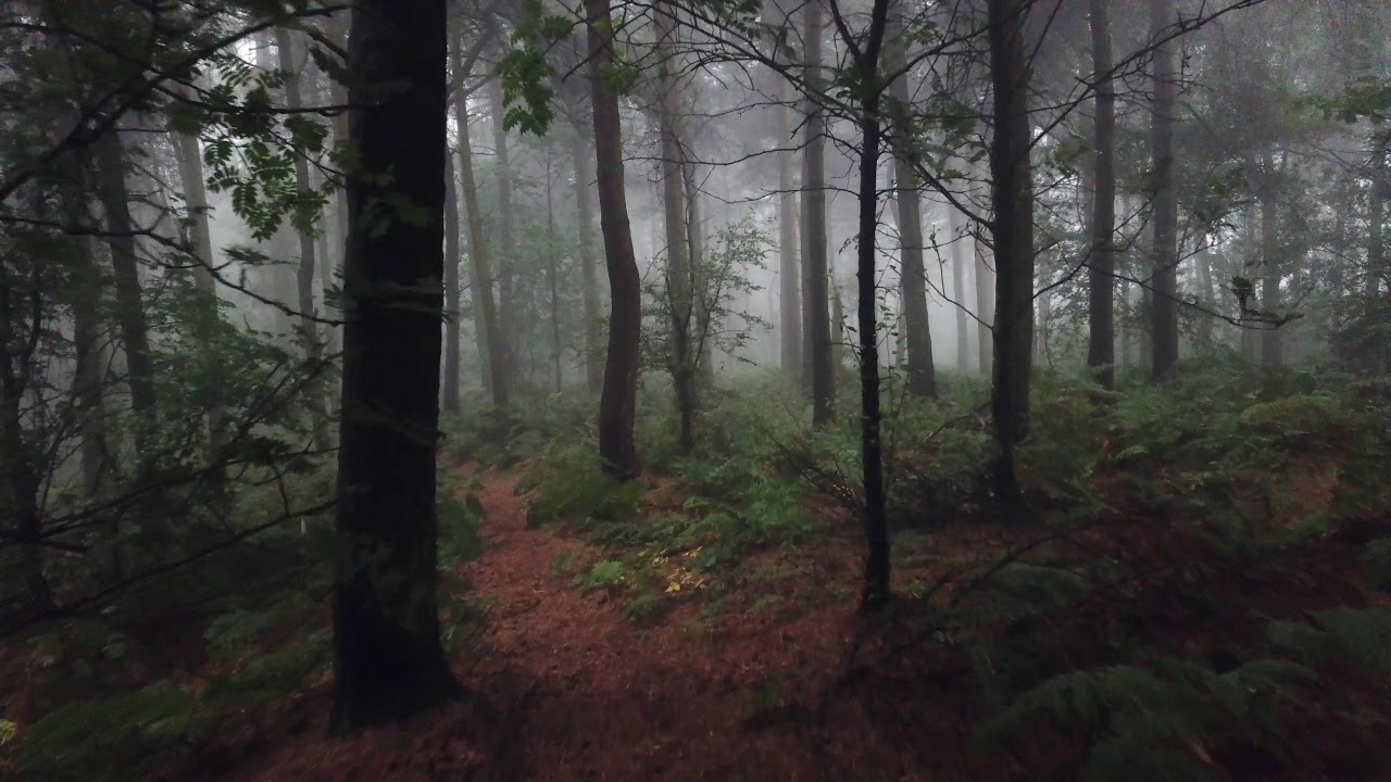 Misty Shropshire Forest by drone | DJI MAVIC PRO 4K