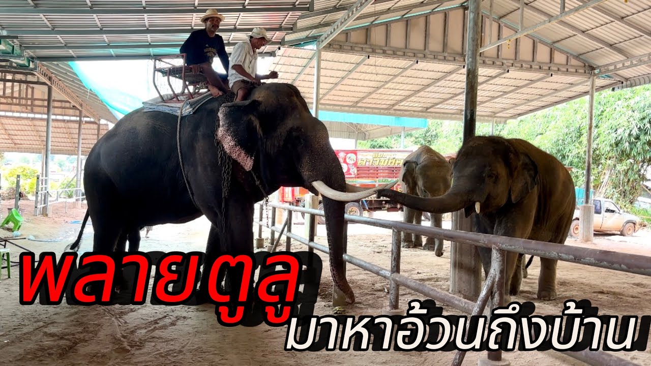 พลายตูลูมาหาดาวถึงบ้าน ￼ เปิดศึกแย่งกล้วย‼️🥰
