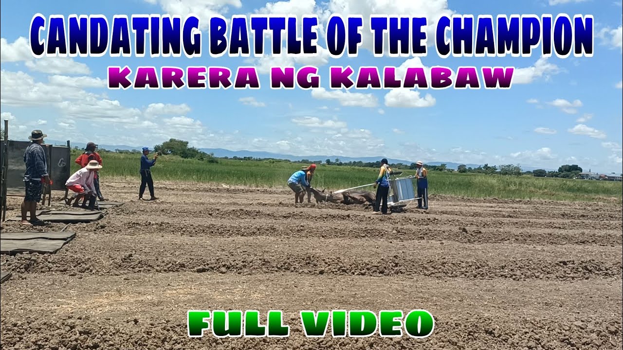 Candating battle of the champion karera ng kalabaw Full video