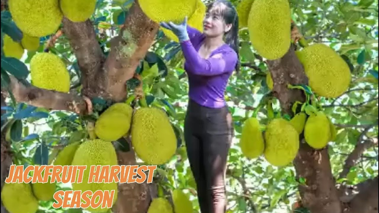 Jackfruit Harvest Season | Picking Ripe Jackfruit from My Forest Garden
