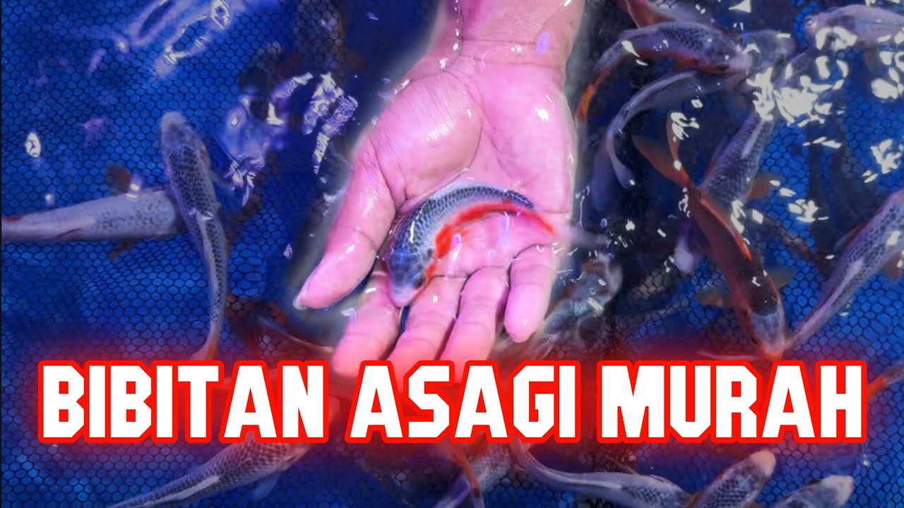 🔴BIBITAN ASAGI CUMA Rp15.000🤤 | LANGSUNG SATSETIN SAJA SIAPA CEPAT DIA DAPAT🫵🏻😉