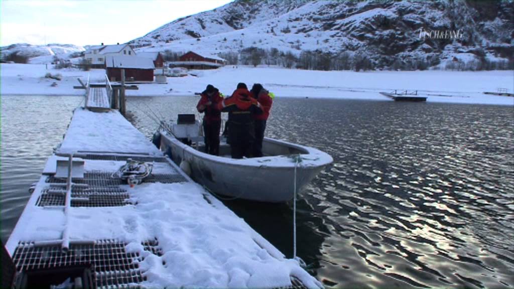 Fisch & Fang und Northern Explorers - Angeln in Flatanger und Namsfjord, TEIL 2