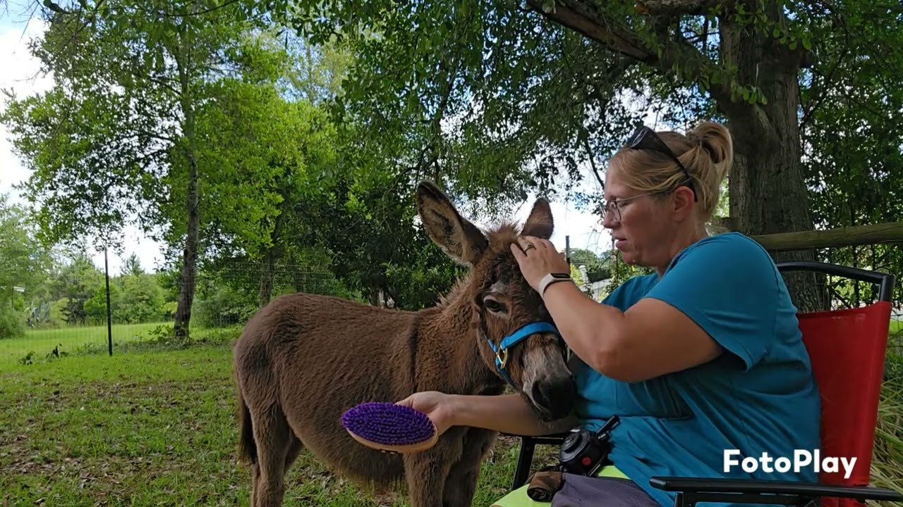 Donkey cam: more time with Grace