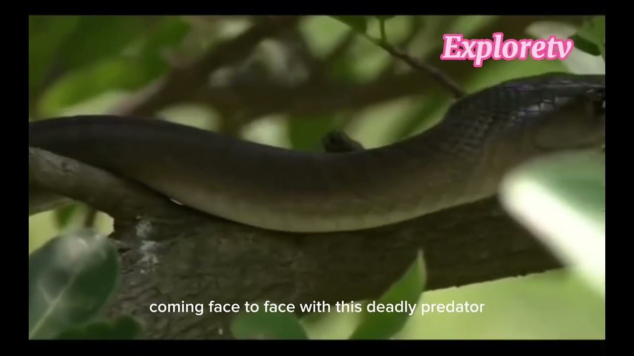 Black mamba vs Mongoose