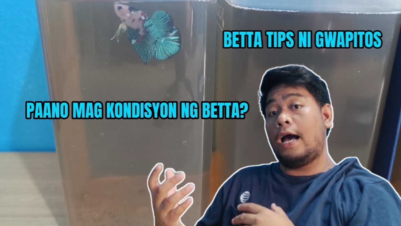 BETTA TIPS NI GWAPITOS| BETTA PAIR CONDITIONING | PAANO I-KONDISYON ANG BETTA PARA SA BREEDING| 2024