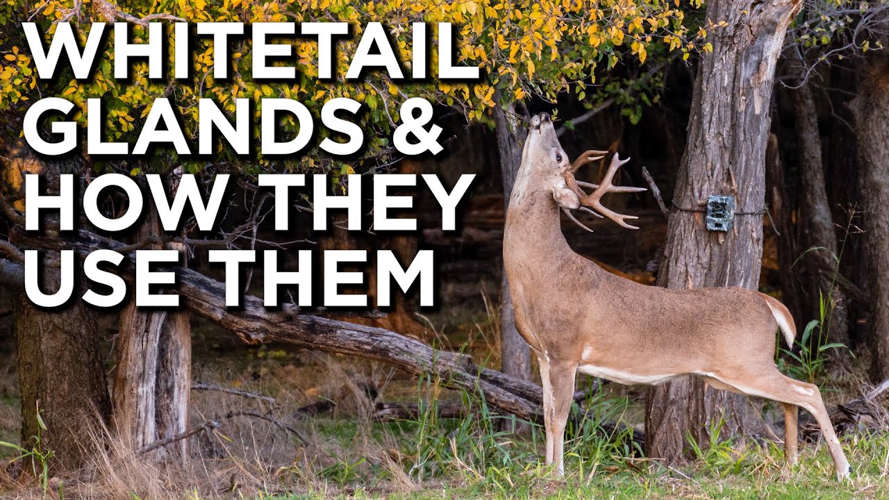 Whitetail Deer Glands And Communication | How They Use Them