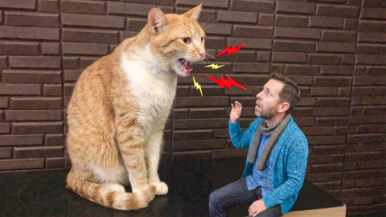 My Cat Started Arguing With Me 😂🐱 | Funny Talking Cat