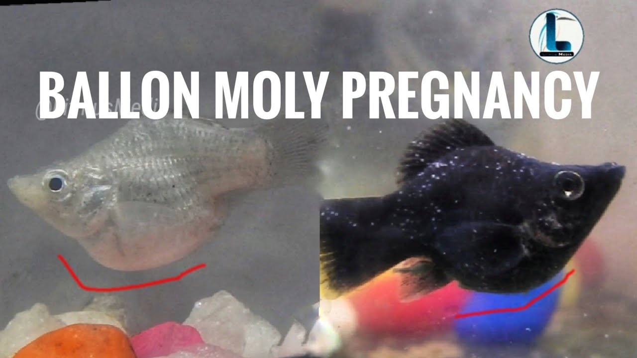 HOW TO KNOW BALOON MOLLY PREGNANT|FUNGUS TREATMENT OF FISH WITH SALT|BALLOON MOLY FISH