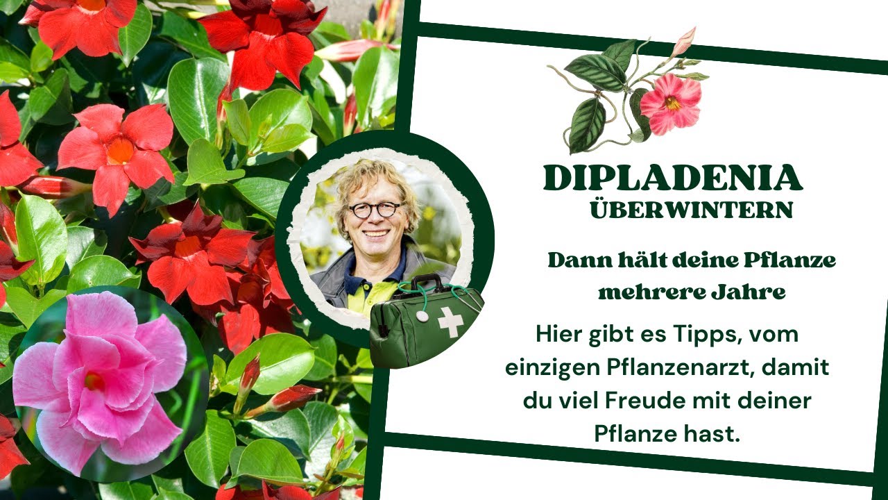 dipladenia &uuml;berwintern