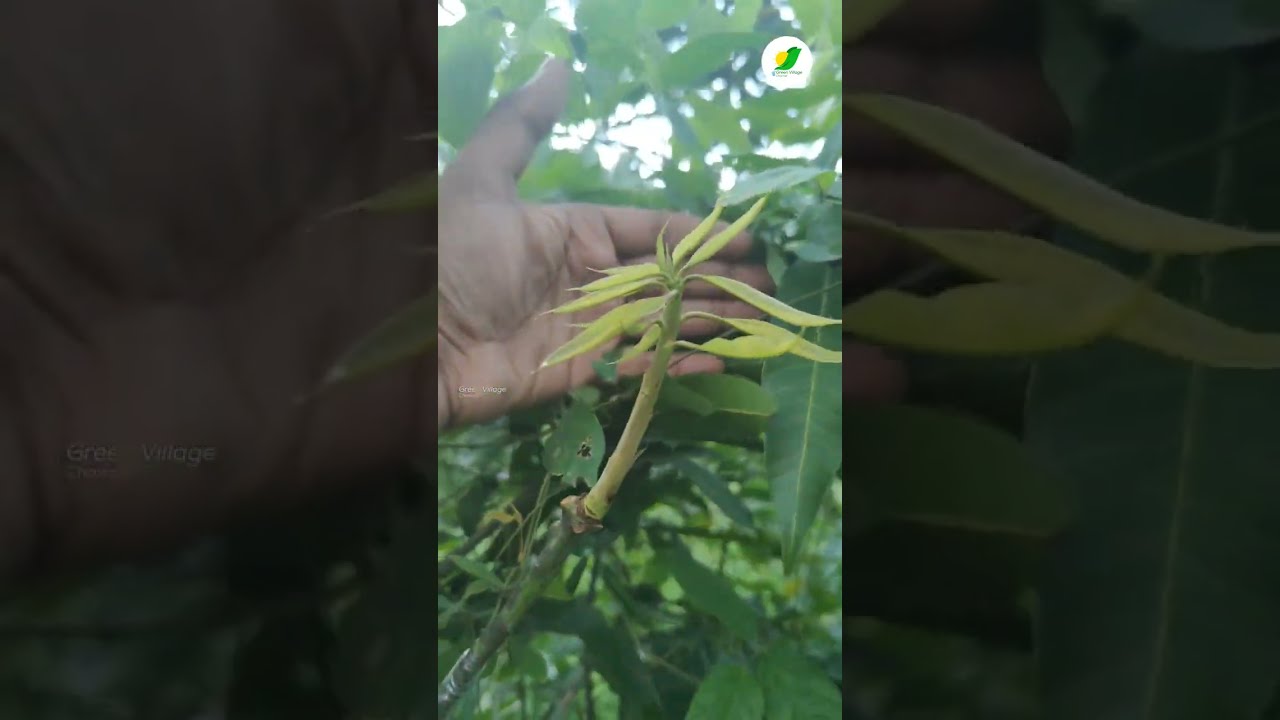 'Side' Graft Technique 100% successful grafting method