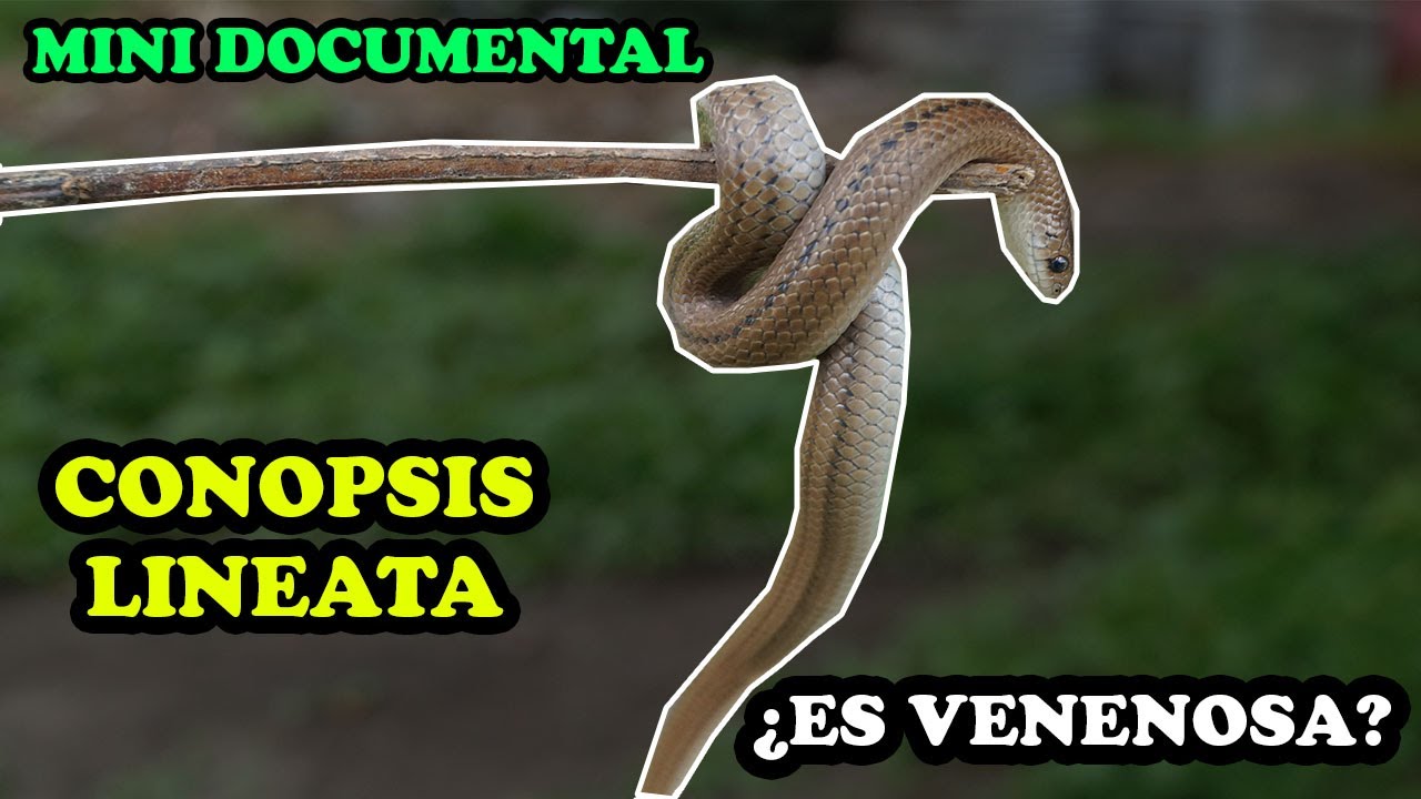 La culebra de Tierra ¿Es venenosa? - ¿Muerde? - YMX supervivencia