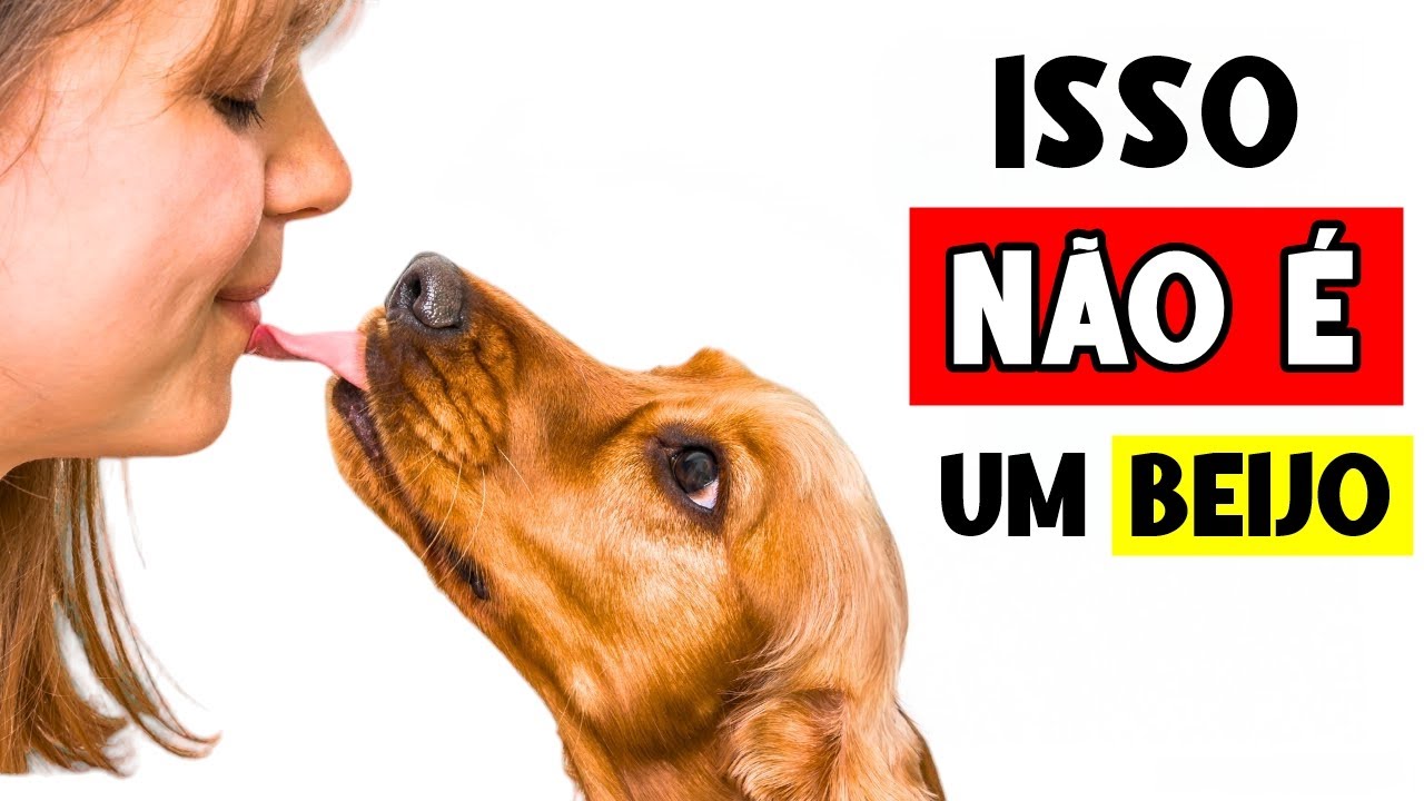 Quando os cachorros LAMBEM você, significa ISSO! (TUDO sobre lambidas de cachorros) 🐶