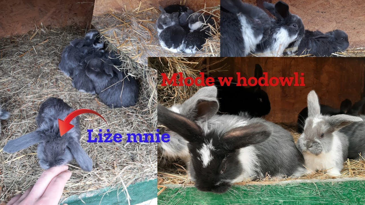 Młode Króliki