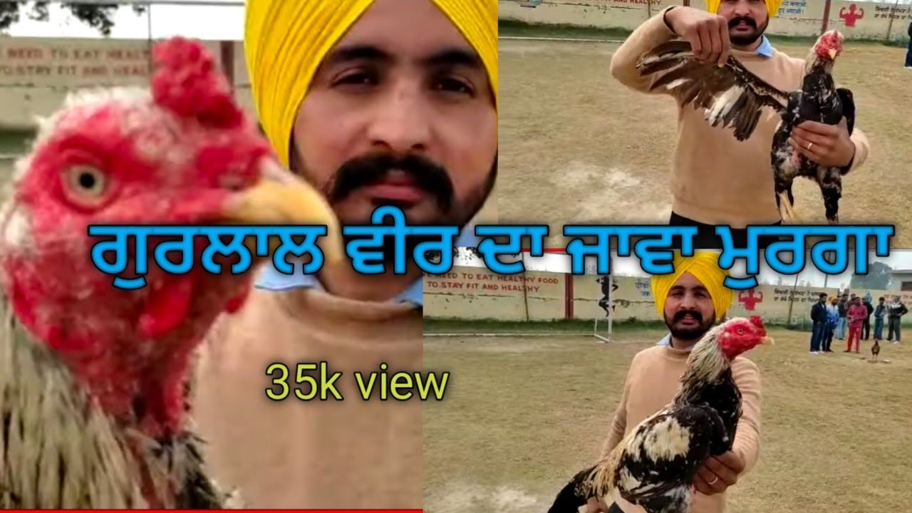 ਗੁਰਲਾਲ ਵੀਰ ਦਾ java#Java #aseel lover