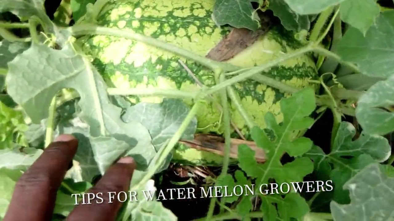 THE DO'S AND DONTS FOR WATER MELON GROWERS IN UGANDA