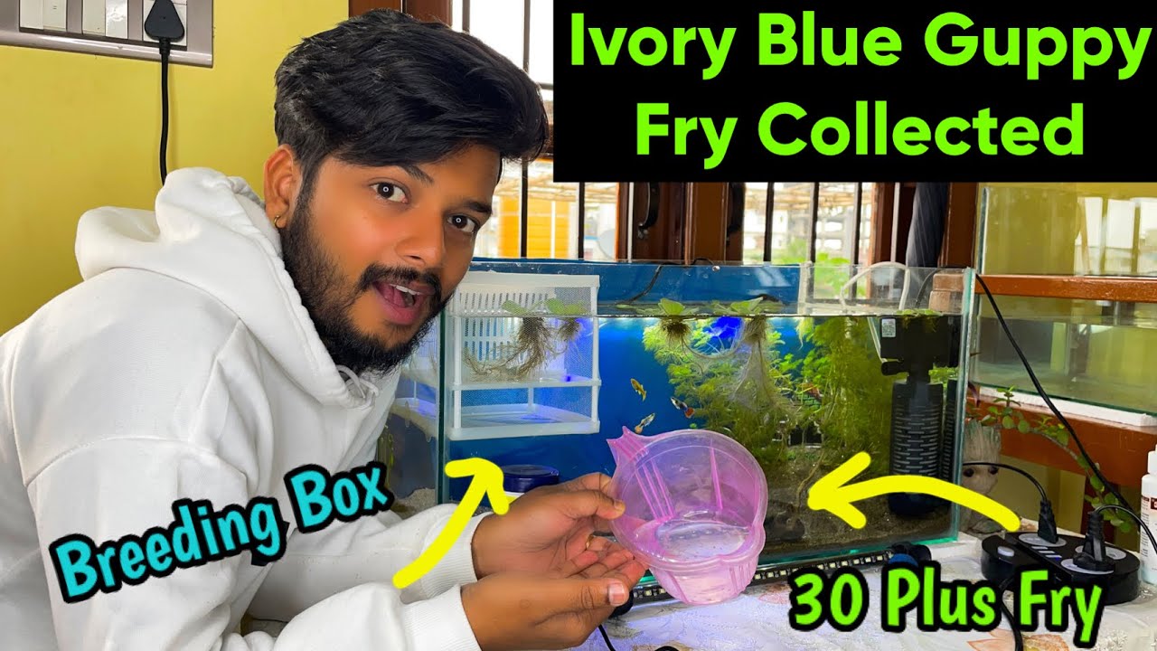 Ivory Blue💙 Guppy Dropped 30 Plus Babies🤗😜| How to care your guppy fry | Guppy breeding setup