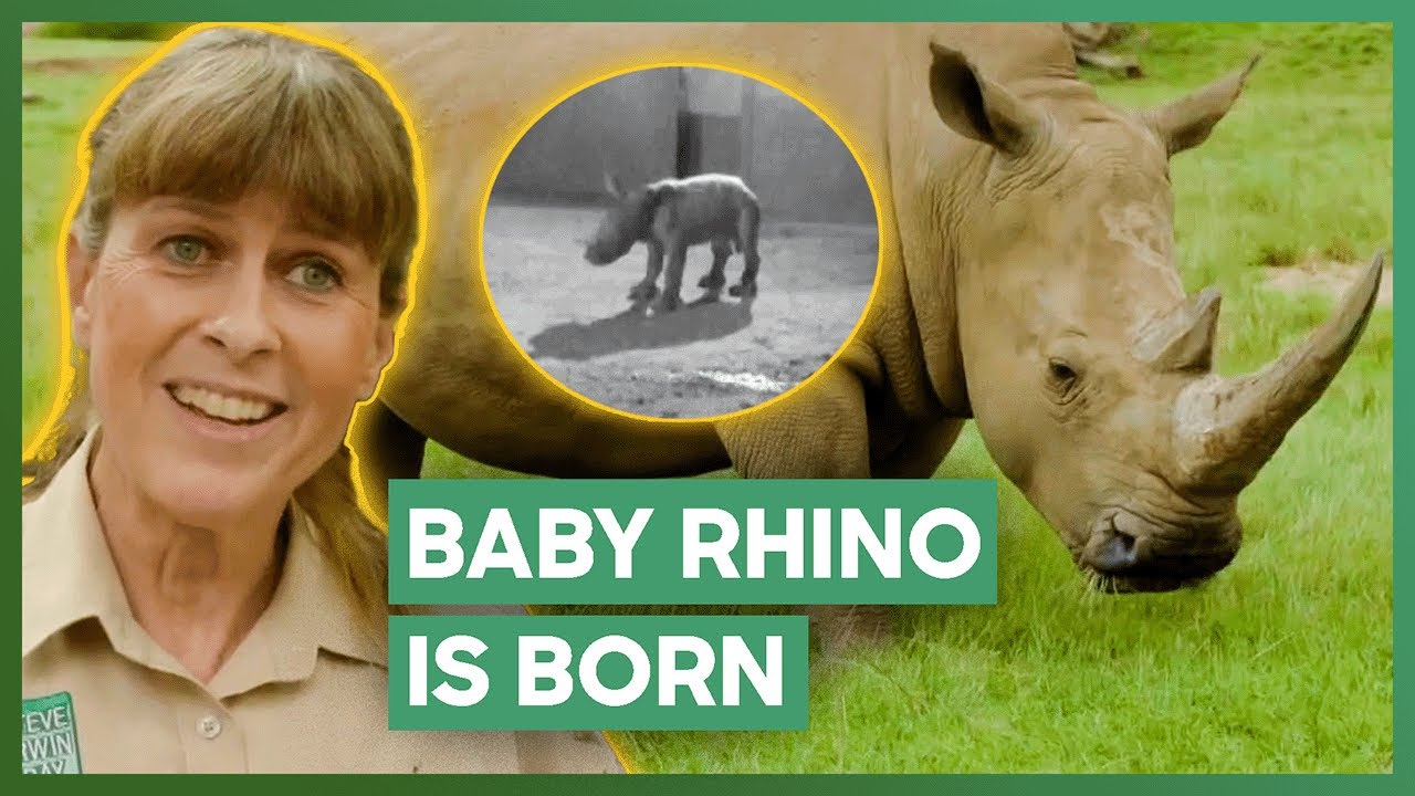 The MAGICAL Moment A Baby Rhino Is Born | Crikey! It's The Irwins