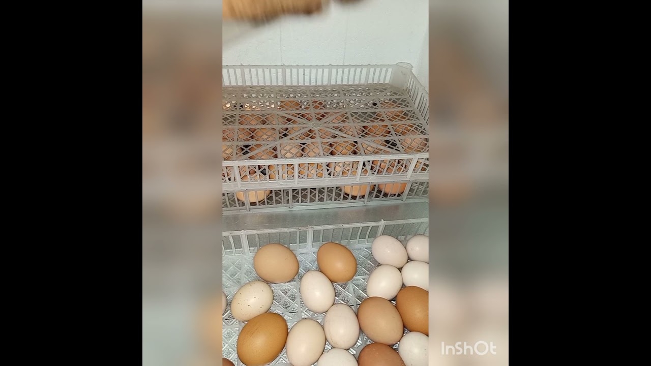 26 - 09 - 2021 Detail Bagian Dalam Mesin Tetas STATIS Model 4 Rak Susun