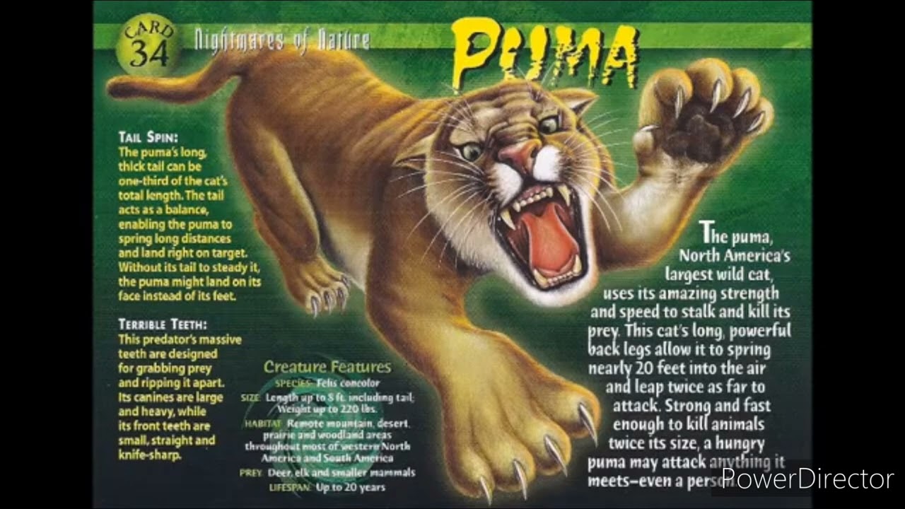cougar (puma) sound effects