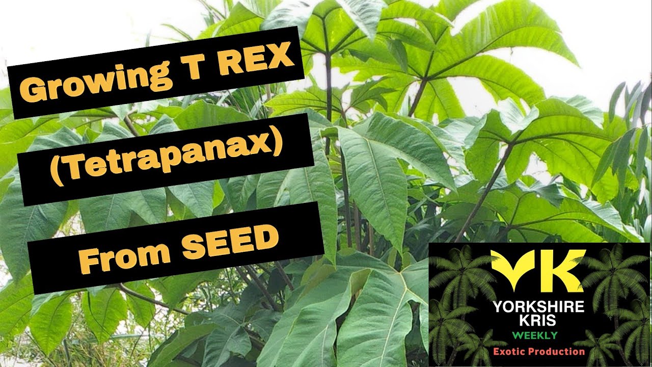 Growing T REX Tetrapanax from seed