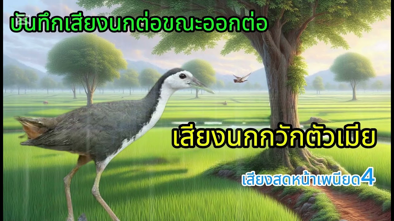 เสียงนกกวักตัวเมีย เสียงสดหน้าเพนียด4  |  ผา ทรนง