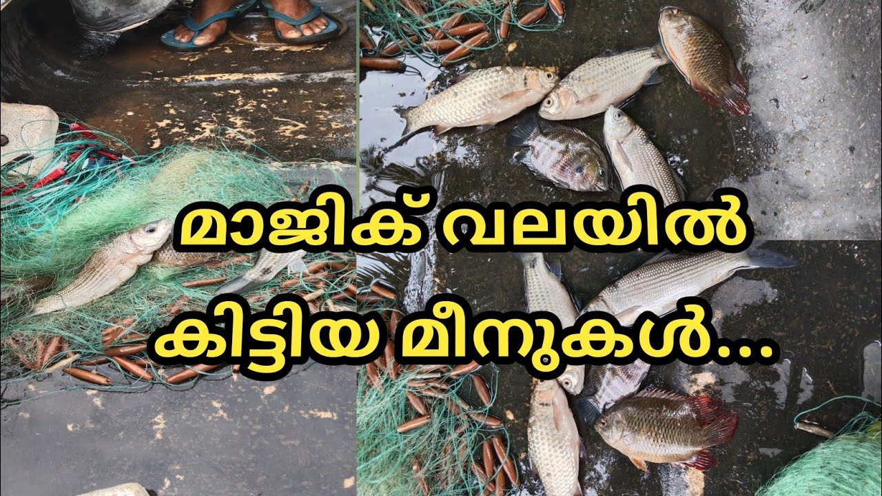 മാജിക് വലയിൽ കിട്ടിയ മീനുകൾ..... @LD AND RD MEDIA